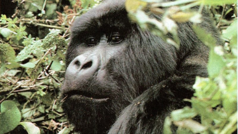 AVINEWS 280: INTERVISTA AL TOUR OPERATOR TRANSVIAGGI